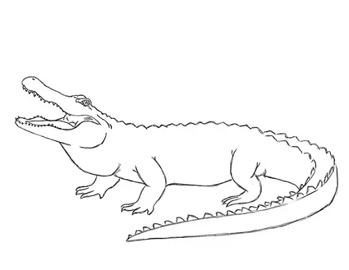 draw-alligator-3