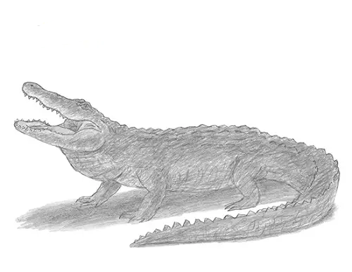 draw-alligator-3